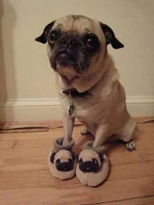 OMG IT'S A PUG IN PUG SLIPPERS. INPUGTION!