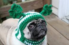 Paddy's Day Pug 1