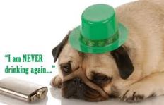 Paddy's Day Pug 2
