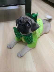 Paddy's Day Pug 3